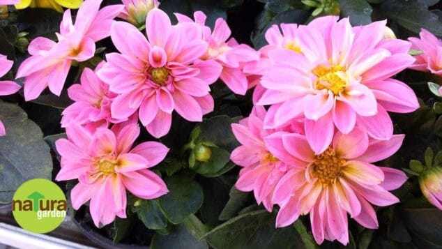 flores natura garden