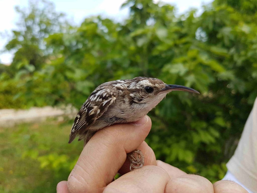 jornada sobre aves en el bosc de diana