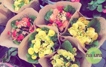 maceta natura garden