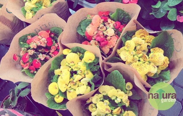 maceta natura garden