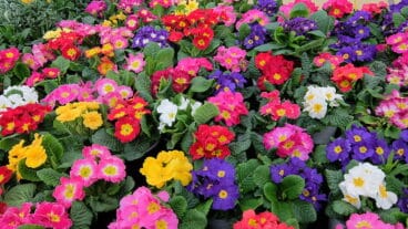 Plantas colores vivos Natura Garden