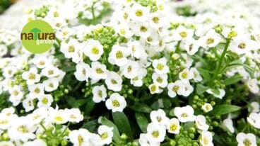 Plantas Natura Garden