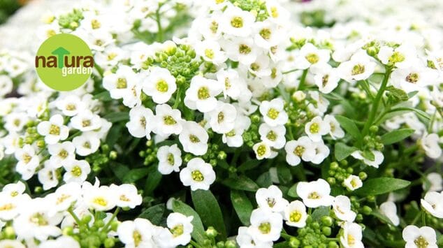 plantas natura garden