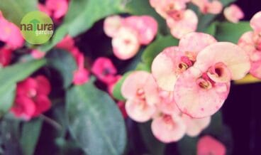 Plantas regalar Día de la Madre Natura Garden