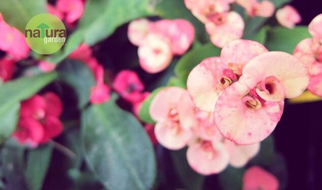 plantas regalar dia de la madre natura garden