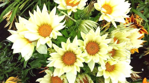 regala plantas y flores natura garden