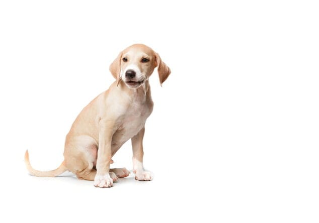 esterilizacion de perros