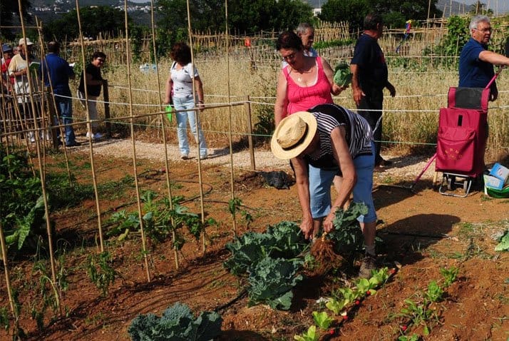 Dénia apuesta por la agricultura con nuevos cursos y mejoras en los huertos urbanos y escolares 1 huertos urbanos denia