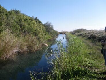 marjal de pego oliva