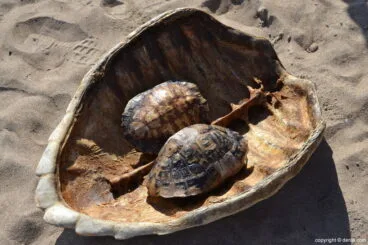 Suelta de tortuga marina en la playa de Dénia – Caparazones de tortuga