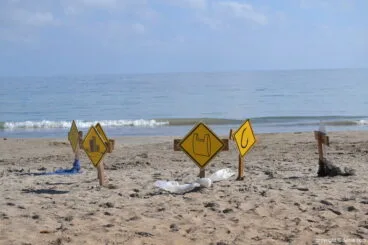 Suelta de tortuga marina en la playa de Dénia – Peligros con los que se encuentrna