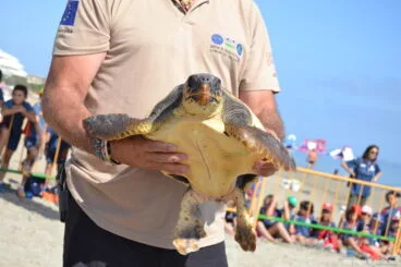 Suelta de tortuga marina en la playa de Dénia – Tortuga Sant Pere 327