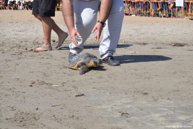 10 suelta de tortuga marina en la playa de denia tortuga camino del agua