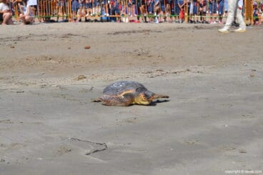 Suelta de tortuga marina en la playa de Dénia – tortuga camino del agua