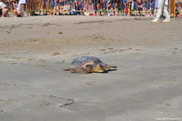 Suelta de tortuga marina en la playa de Dénia – tortuga camino del agua
