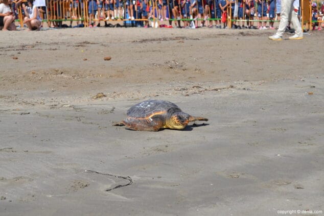 11 suelta de tortuga marina en la playa de denia tortuga camino del agua