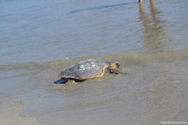 Suelta de tortuga marina en la playa de Dénia – tortuga entrando al agua