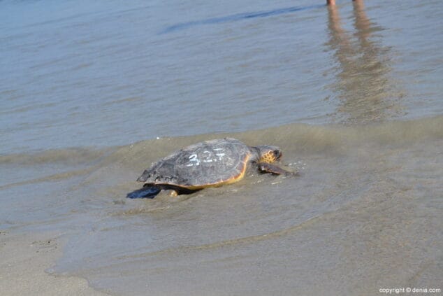 13 suelta de tortuga marina en la playa de denia tortuga entrando al agua