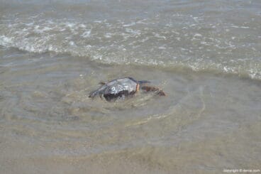 Suelta de tortuga marina en la playa de Dénia – tortuga en el agua