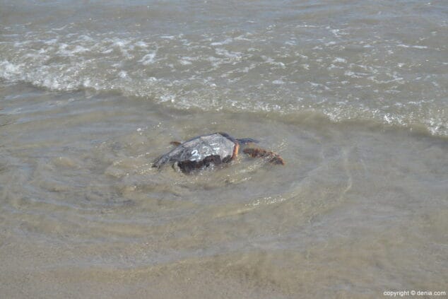14 suelta de tortuga marina en la playa de denia tortuga en el agua