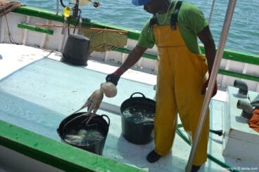 Dénia Pesca Turisme – llegada a la Lonja de la pesca