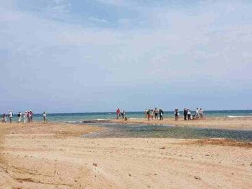 Censo del Chorlitejo Negro en Dénia