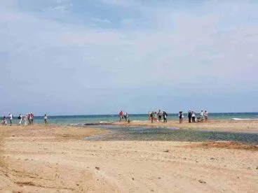 Censo del Chorlitejo Negro en Dénia