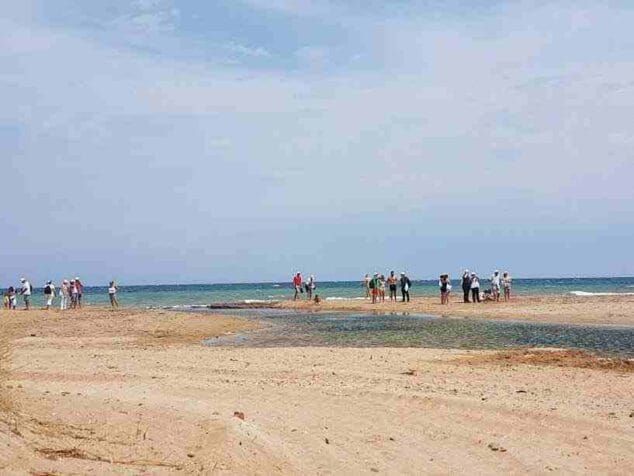 censo del chorlitejo negro en denia