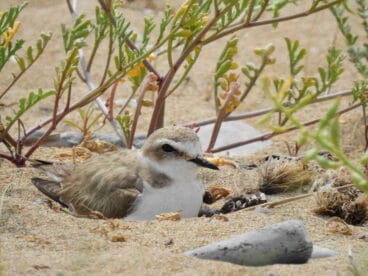 Chorlitejo negro en la playa de Dénia