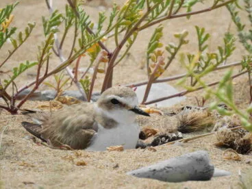 Chorlitejo negro en la playa de Dénia