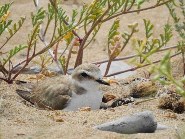chorlitejo negro en la playa de denia