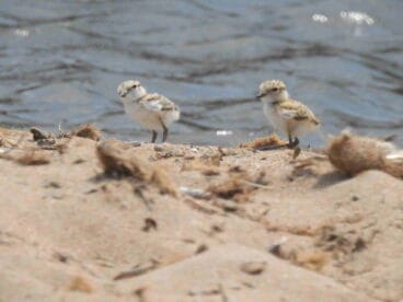 ejemplares de chorlitejo negro