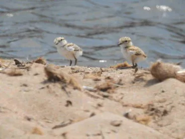 Ejemplares de chorlitejo negro