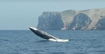 salto de una ballena en denia 1