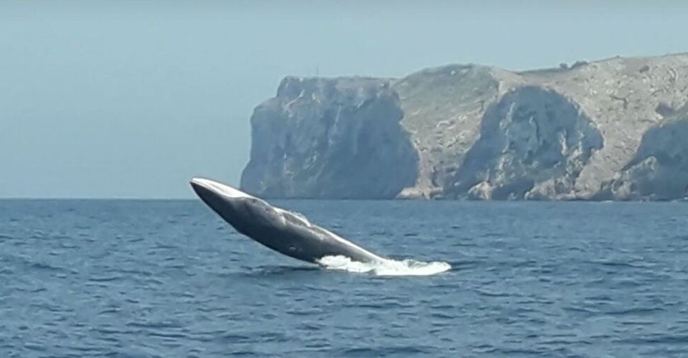Salto de una ballena en Dénia