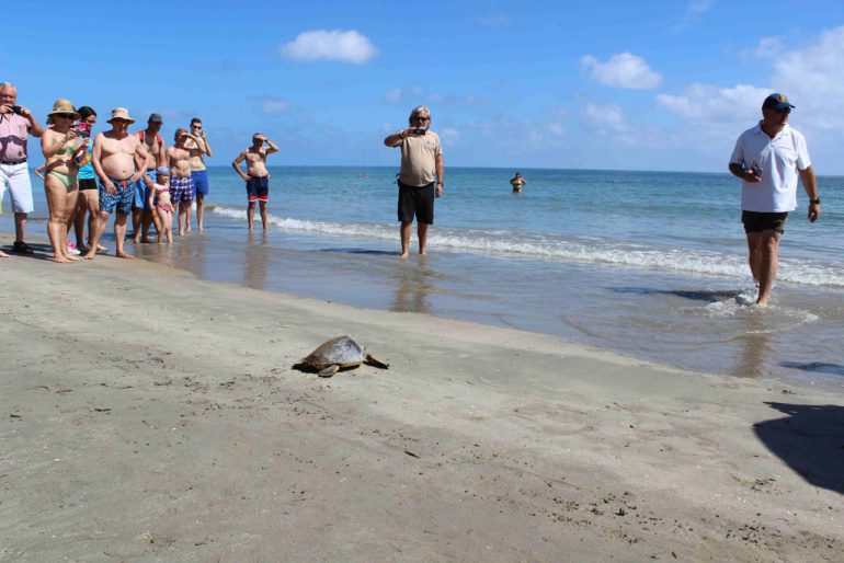 Suelta de tortuga en la playa de Dénia
