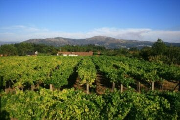 Vins Singulars i de poble