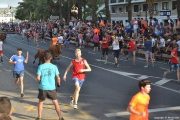 Última entrada de toros de Dénia 2017 – corriendo delante del toro