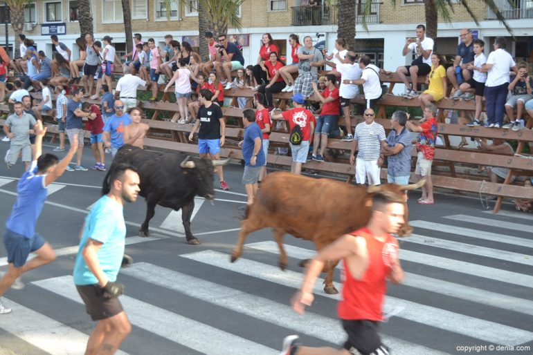 Última entrada de toros de Dénia 2017 - recorrido de los toros