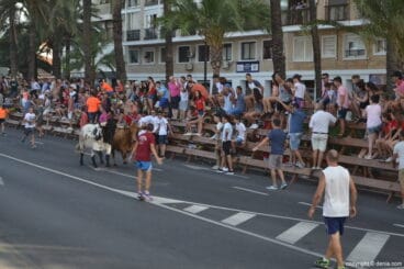 Última entrada de toros de Dénia 2017 – recorrido de los toros
