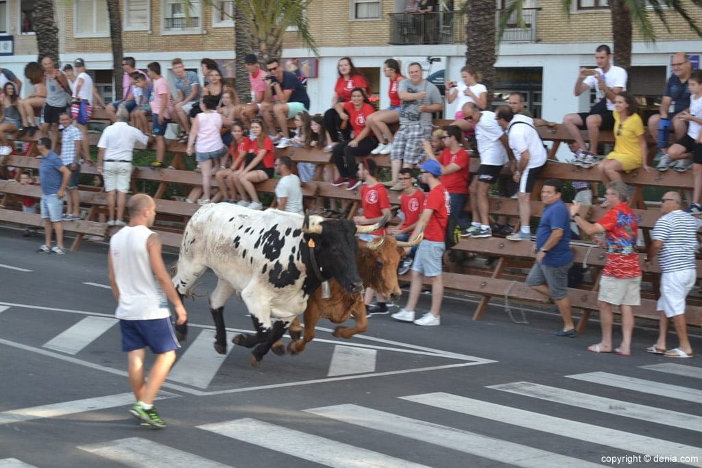 12 ultima entrada de toros de denia 2017 reses de la ganaderia la paloma