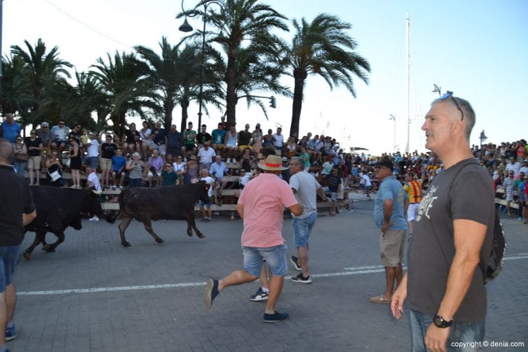 Primera entrada de toros Dénia 2017 - toros camino a la plaza