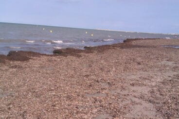 algas en la playa de les marines