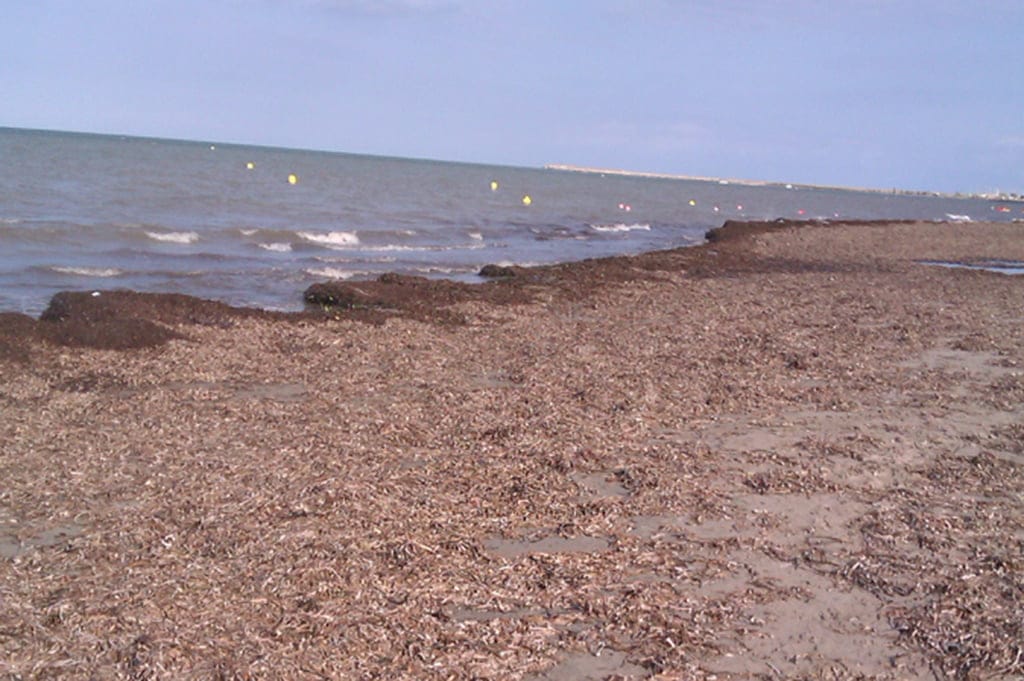 algas en la playa de les marines