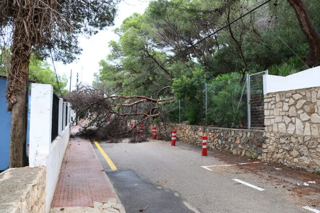 caida arbol denia