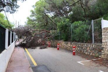 Caída de un árbol Dénia