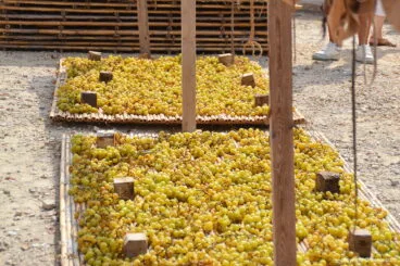 Cañizos con uvas escaldadas