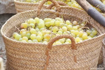 Capazo de uva moscatel