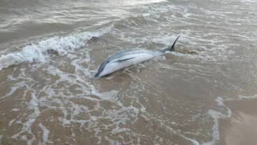 Delfín muerto en la playa de Les Marines
