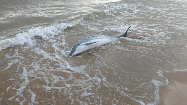 delfin muerto en la playa de les marines